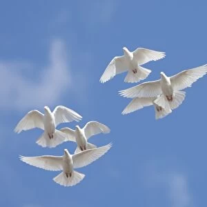 Domestic Dove (Columba livia domestica) eight adults, flock in flight, Norfolk, England, September