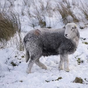 Domestic Sheep, Herdwick ewe, standing on snow covered upland pasture, Kirkstone Pass, Lake District, Cumbria, England
