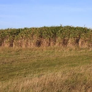 Elephant Grass (Miscanthus x giganteus) grown as gamecover crop at edge of field, Suffolk, England, october