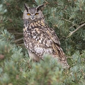 Eurasian Eagle-owl (Bubo bubo) adult, perched in pine tree, August (captive)