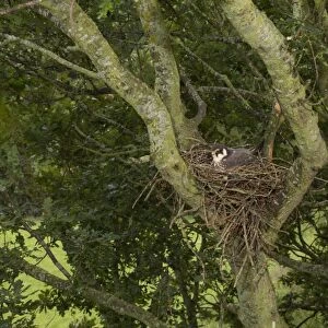 Eurasian Hobby (Falco subbuteo) adult, brooding chicks at nest, nesting in old crow nest in Oak (Quercus sp. ) tree, Shropshire, England, july
