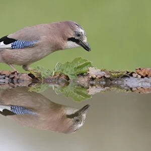 Eurasian Jay (Garrulus glandarius) adult, standing at edge of pool with reflection, West Yorkshire, England, May