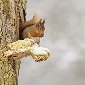 Eurasian Red Squirrel (Sciurus vulgaris) adult, feeding on hazelnut, sitting on snow covered bracket fungus on Scots
