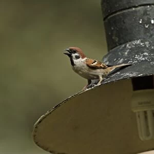 Eurasian Tree Sparrow (Passer montanus malaccensis) adult, calling, perched on outside light fitting, Taman Negara N. P