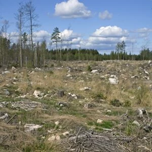 Felled and cleared coniferous forest, Sweden