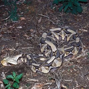 Gaboon Viper (Bitis gabonica) Curled up on ground - South Africa