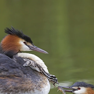 Great Crested Grebe (Podiceps cristatus) adult pair with chick, parent offering fish to chick on back of other parent