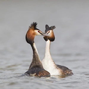 Great Crested Grebe (Podiceps cristatus) adult pair, in courtship display on water, River Thames, England, april