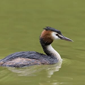 Great Crested Grebe (Podiceps cristatus) adult, swimming, Suffolk, England, June