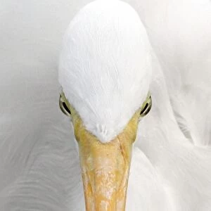 Great Egret (Casmerodius albus) adult, close-up of head, Florida, U. S. A