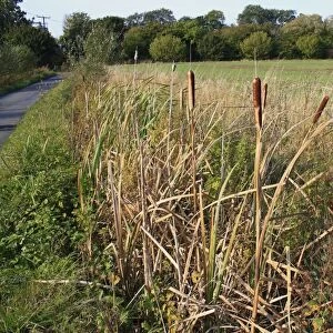 Great Reedmace (Typha latifolia) flowerheads, growing in ditch beside lane, Mendlesham, Suffolk, England, october