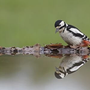 Great Spotted Woodpecker (Dendrocopos major) adult female, standing at edge of pool with reflection, West Yorkshire