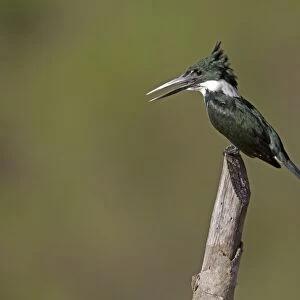 Green Kingfisher (Chloroceryle americana) adult, perched on post, Pantanal, Mato Grosso, Brazil