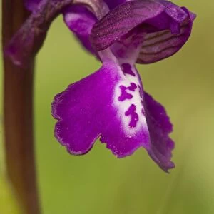 Green-winged Orchid (Orchis morio) close-up of flower, Crowle, Lincolnshire, England, may