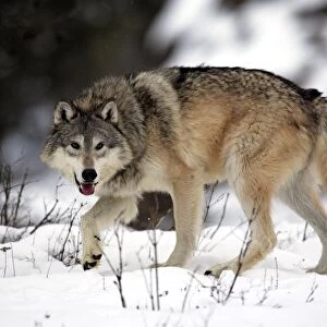 Grey Wolf (Canis lupus) adult, walking in snow, Montana, U. S. A. winter (captive)