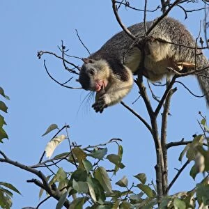 Grizzled Giant Squirrel (Ratufa macroura) adult, feeding, biting through stem of fruit in tree, Sri Lanka, december