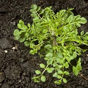 Hairy bittercress, Cardamine hirsuta, plant before flowering