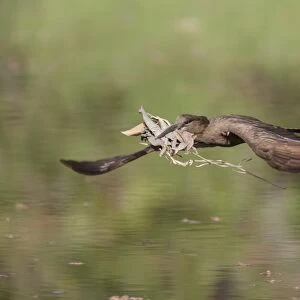 Hamerkop (Scopus umbretta) adult, in flight over water, with nesting material in beak, Gambia, February