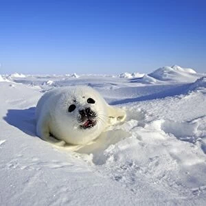 Harp Seal (Pagophilus groenlandicus) pup, calling on pack ice, Magdalen Islands, Gulf of St
