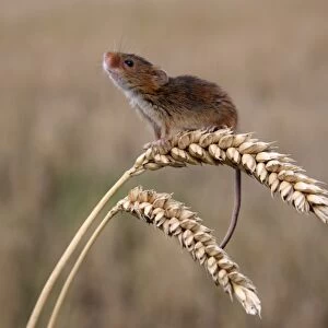 Harvest Mouse (Micromys minutus) adult, standing on wheat ears, Midlands, England, september