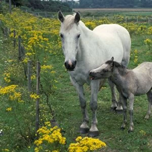 Horse, mare and foal, standing in field with Ragwort (Senecio sp. ) very poisoness for horses, England