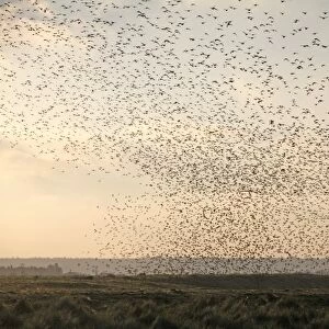 Knot (Calidris canutus) flock, in flight, coming into roost over coastal habitat at high tide, The Wash, Snettisham RSPB Reserve, Norfolk, England, october