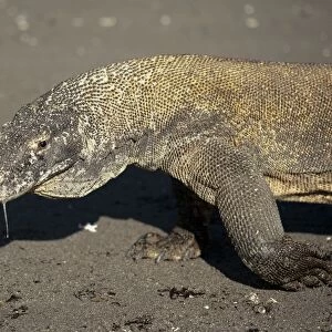 Komodo Dragon (Varanus komodoensis) adult, close-up of head and front legs, drooling saliva, walking on beach