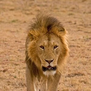 Lion (Panthera leo) adult male, walking, Masai Mara, Kenya