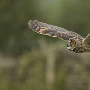 Long-eared Owl (Asio otus) adult, in flight, England, August (captive)