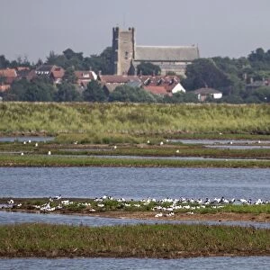 Looking over flock of resting Avocets on Havergate Island Marsh towards Orford, which shows the church. - Suffolk