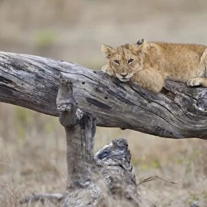Masai Lion (Panthera leo nubica) cub, resting on fallen branch, Serengeti N. P. Tanzania, December