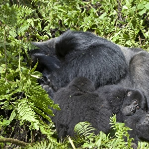 Mountain Gorilla (Gorilla beringei beringei) silverback adult male and young, resting in vegetation, Volcanoes N. P. Virunga Mountains, Rwanda
