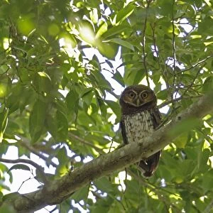 New Britain Boobook (Ninox odiosa) adult, perched on branch at daytime roost, Kimbe, West New Britain Province