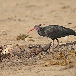 Northern Bald Ibis (Geronticus eremita) adult, foraging beside carrion in desert, Morocco, November