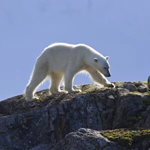 Polar Bear (Ursus maritimus) adult, walking on rocks, Spitzbergen, Svalbard, july