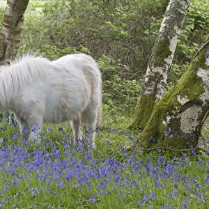 Pony, adult, grazing amongst bluebells in woodland, Caerlaverock, Dumfries and Galloway, Scotland, spring