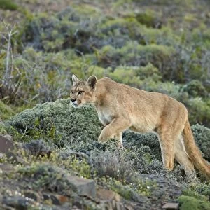 Puma (Puma concolor puma) adult female, walking on slope, Torres del Paine N. P. Southern Patagonia, Chile, November