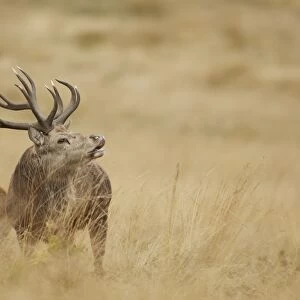 Red Deer (Cervus elaphus) mature stag, in flehmen, scenting nearby hind during rutting season, Bradgate Park