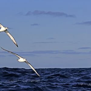 Shy Albatross (Thalassarche cauta) adult pair, in flight low over sea, Cape of Good Hope, Western Cape, South Africa