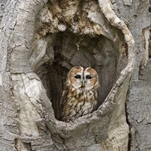 Tawny Owl (Strix aluco) adult, perched in hollow tree, Suffolk, England, May (captive)