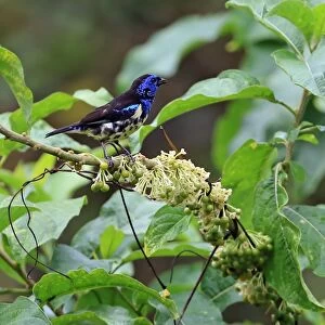 Turquoise Tanager (Tangara mexicana) adult, perched in flowering and fruiting bush, Trinidad, Trinidad and Tobago