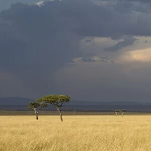 View of savannah habitat with acacia trees and approaching thunderstorm, Masai Mara, Kenya, August