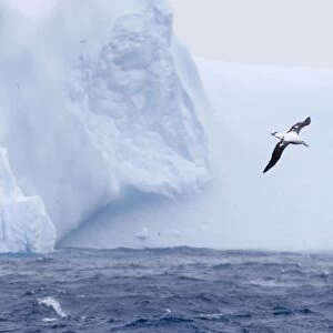 Wandering Albatross (Diomedea exulans) adult, in flight over sea near iceberg, Southern Ocean, off South Georgia, october