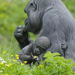 Western Lowland Gorilla (Gorilla gorilla gorilla) adult female holding baby, Durrell Wildlife Park (Jersey Zoo)