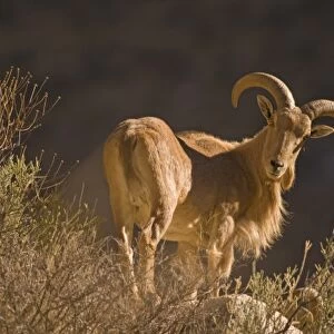 An adult mountain barbary bighorn sheep, Ammotragus lervia, or aoudad, forages high