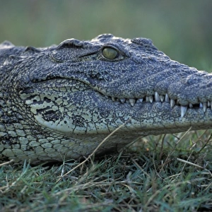Africa, Botswana, Chobe National, Nile Crocodile (Crocodylus niloticus) waits along