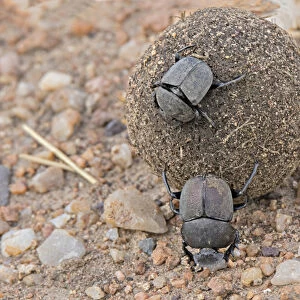 Africa, Tanzania, Serengeti. A pair of dung beetles (Scarabweus pius) rolling a dung ball