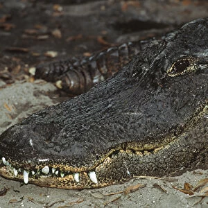 Alligator (Alligator mississippiensis) closeup. This may be an old specimen, for
