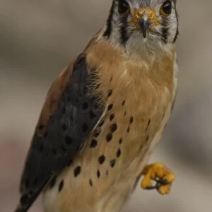 American Kestrel (Falco sparverius) Ecuador, South America