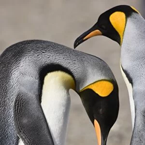 Antarctica, South Georgia, Salisbury Plain. King penguin bows so mate can preen its